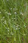 Rattlesnakemaster